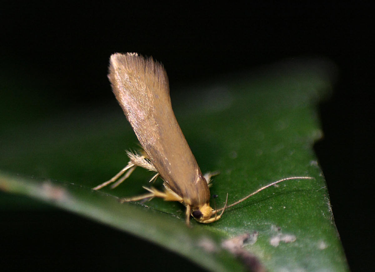farfallina da identificare